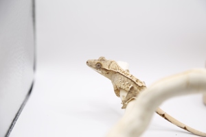 Kronengecko - Crested Gecko - Gecko - Correlophus ciliatus Bild 7