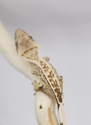 Kronengecko - Crested Gecko - Gecko - Correlophus ciliatus Bild 9