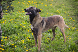 *DINO* - der Malinois sollte zu entsprechend erfahrenen Menschen.  Bild 2