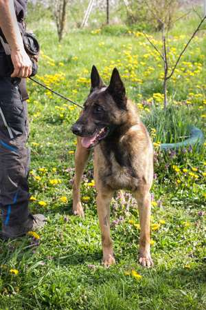 *OLLI* - der Malinois Mischling ist offen und freundlich, manchmal etwas eigensinnig. 