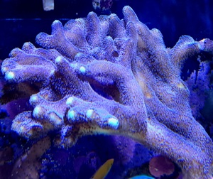Stylophora Pistillata  (Milka)  Korallenableger  Bild 1