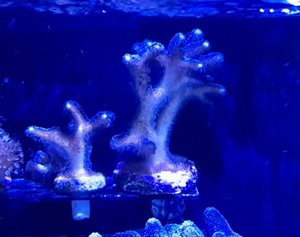 Stylophora Pistillata  (Milka)  Korallenableger  Bild 2