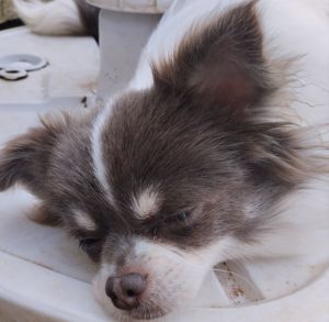 Süßer Chihuahuawelpe Rüde sucht Traumzuhause Bild 1