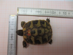 2023 schildkröten thb Bild 2