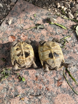 Maurische Landschildkröte Schildkröte  Bild 2