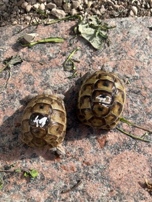 Maurische Landschildkröte Schildkröte 