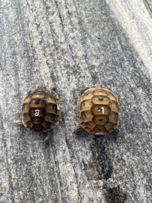 Maurische Landschildkröte Schildkröte  Bild 3