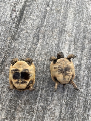 Maurische Landschildkröte Schildkröte  Bild 4