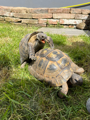 Maurische Landschildkröte Schildkröte  Bild 5