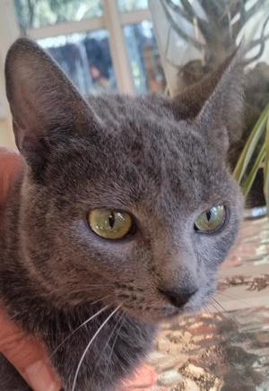 Ataxie-Kätzchen Tapeni in FFM (ALO) Bild 2