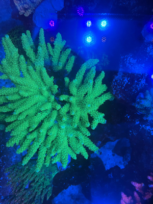 Acropora ableger meerwasser koralle 