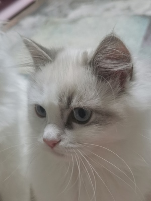 Ragdoll Kitten zu verkaufen  Bild 6