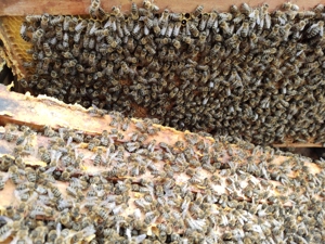 Bienenvölker   Wirtschaftsvölker auf  Zander Bild 2