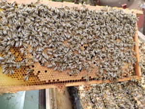 Bienenvölker   Wirtschaftsvölker auf  Zander Bild 3