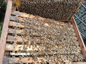 Bienenvölker   Wirtschaftsvölker auf  Zander Bild 5