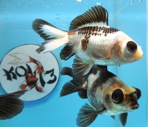 KOI 13 Anz. 11. 2024 - Goldfisch - Schleierschwanz - Oranda & Co