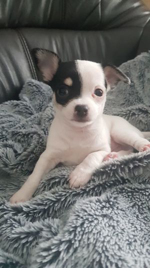 Chihuahua Welpen  Bild 1