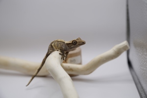 Kronengecko - Crested Gecko - Gecko - Correlophus ciliatus Bild 4