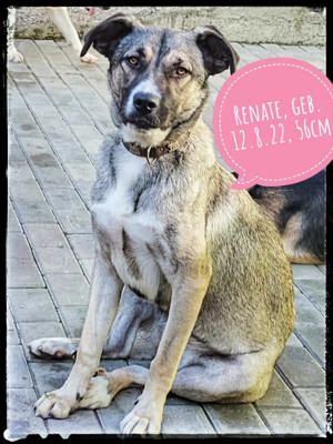 Renate - das souveräne und liebevolle Hundemädchen möchte endlich bei ihren eigenen Menschen leben Bild 1