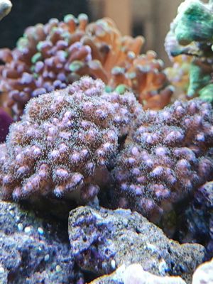 Korallen Ableger SPS und Scheibenanemonen Meerwasser Bild 8