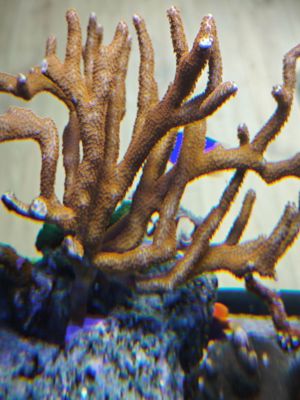 Korallen Ableger SPS und Scheibenanemonen Meerwasser Bild 2