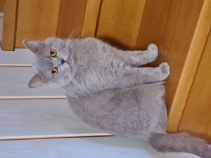 Britisch kurzhaar kitten  Fawn Lilac  Bild 7