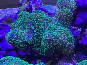 Meerwasser Korallen Bild 9