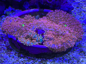 Meerwasser Korallen Bild 4