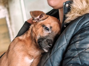 Mel - süßes, zierliches Hundekind auf der Suche nach ihren Menschen