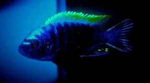 6-8 Cynotilapia aurifrons nkhata bay DNZ Bild 2