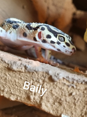 Leopardgecko's Weibchen Bild 5