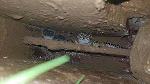Leopardgecko's Weibchen Bild 7