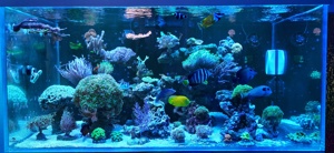 Meerwasser Korallen Ableger SPS LPS Bild 1