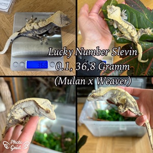 0.1 "Lucky Number Slevin" Crested Gecko   Kronengecko