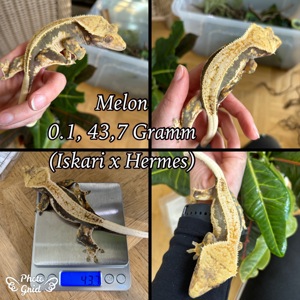 0.1 "Melon" Crested Gecko   Kronengecko