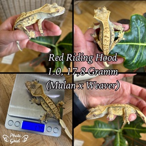 1.0 "Red Riding Hood" Crested Gecko   Kronengecko Bild 1