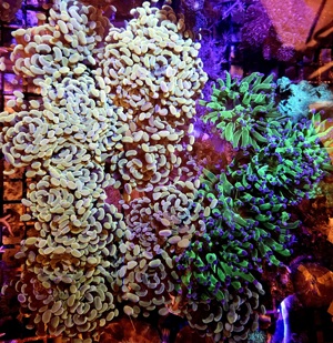 Euphyllia Golden Nugget Meerwasser Korallenableger Bild 1