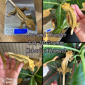 1.0 "Love & Thunder" Crested Gecko   Kronengecko