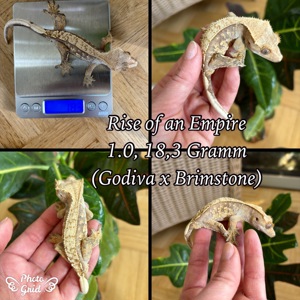 1.0 "Rise of an Empire" Crested Gecko   Kronengecko