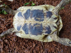 3 griechische Landschildkröten THB   2 Weibchen NZ 2008 +1 Männchen NZ 2001 Bild 5
