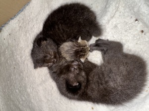 BKH Kitten 8 Wochen alt  Bild 3