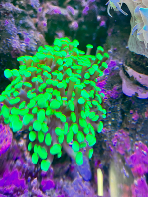 Euphyllia toxic korallen meerwasser anfänger  Bild 2