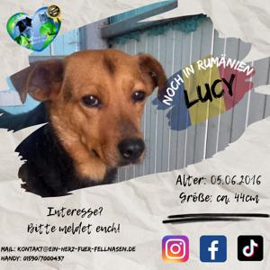 Lucy - Körbchen gesucht