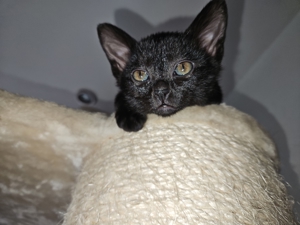 Bombay Kitten 14 Wochen alt, reinrassig  Bild 8