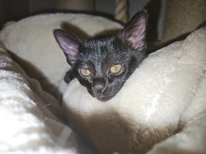 Bombay Kitten 14 Wochen alt, reinrassig  Bild 4