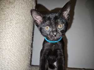 Bombay Kitten 14 Wochen alt, reinrassig  Bild 9