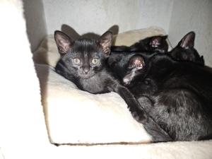 Bombay Kitten 14 Wochen alt, reinrassig  Bild 6