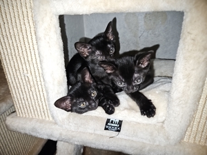 Bombay Kitten 14 Wochen alt, reinrassig  Bild 2