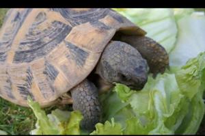 Griechische Landschildkröten Zuchtruppe - 2 Weibchen - 1 Männchen