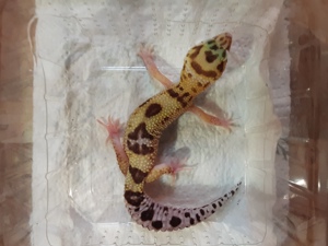 Verkaufe  Tausche 1.2 Leopardgeckos 